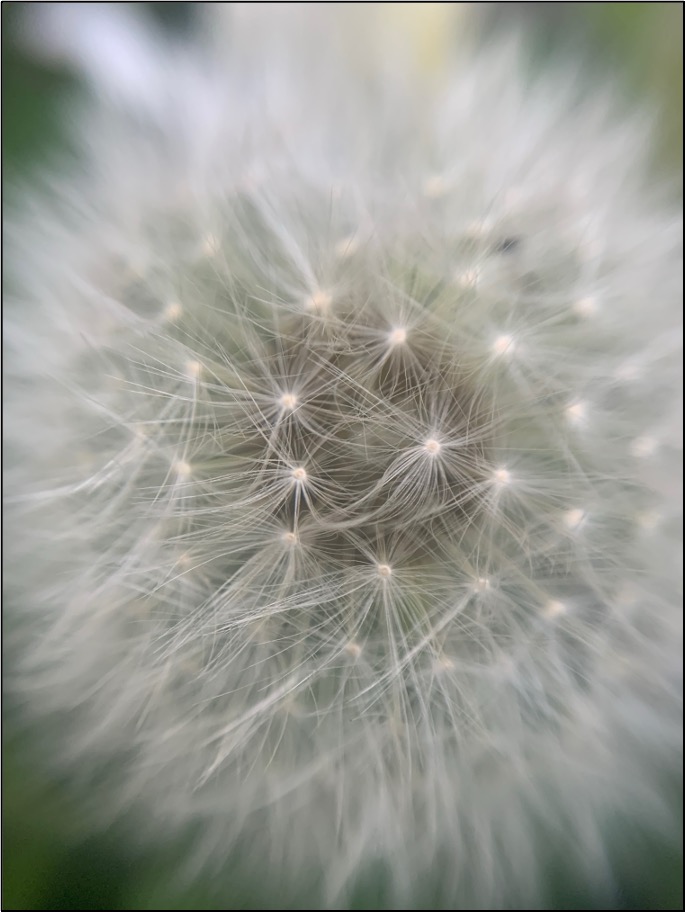 Nature photograph