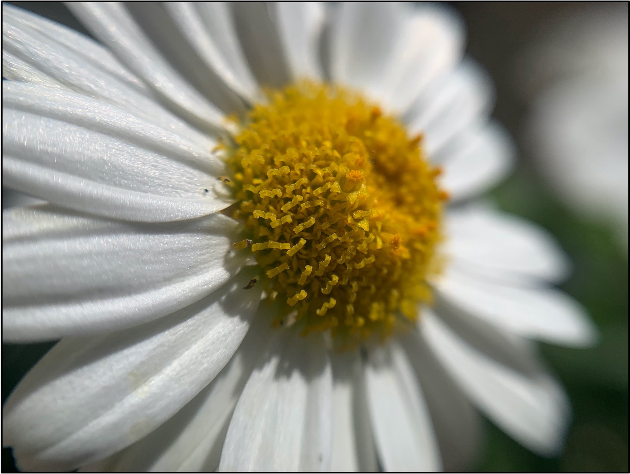 Nature photograph