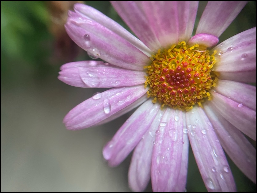 Nature photograph