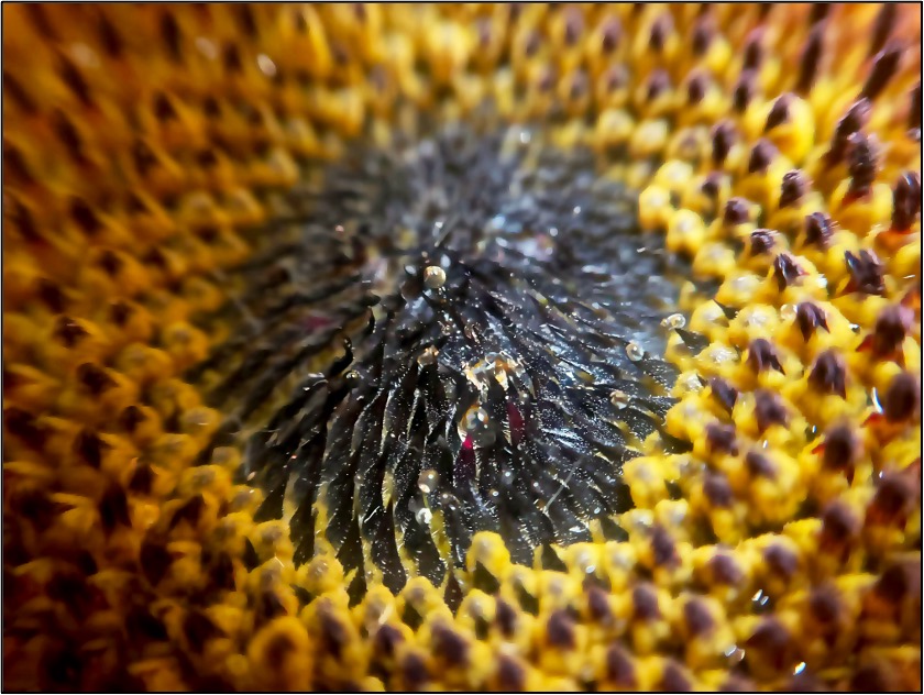 Close up photograph