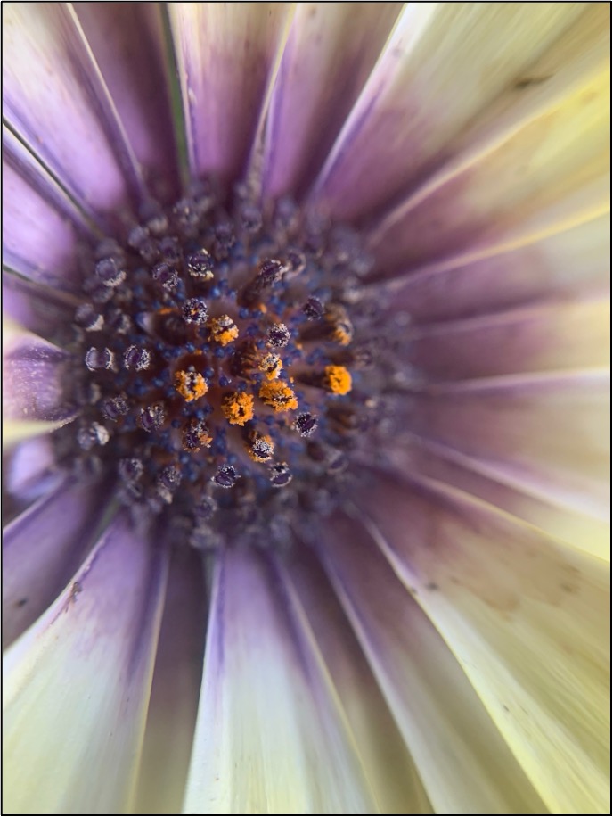 Close up photograph