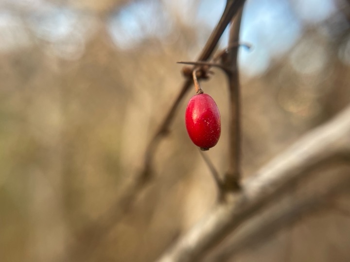 Nature photograph