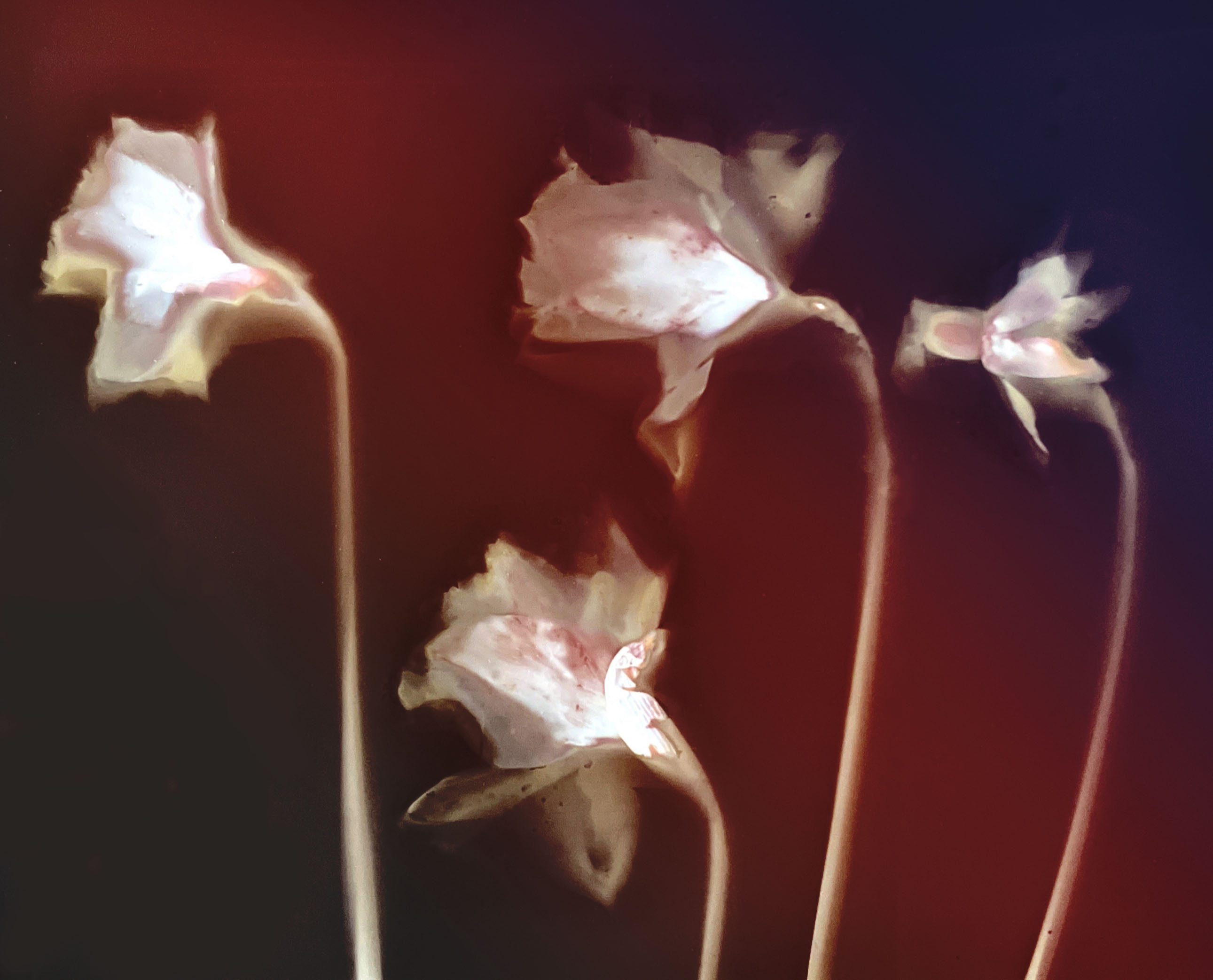 Nature flowers photograph