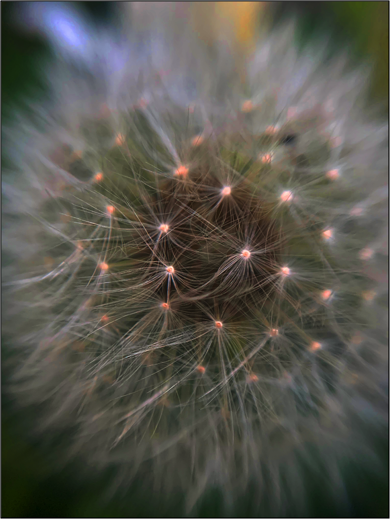 Lumen printing photograph