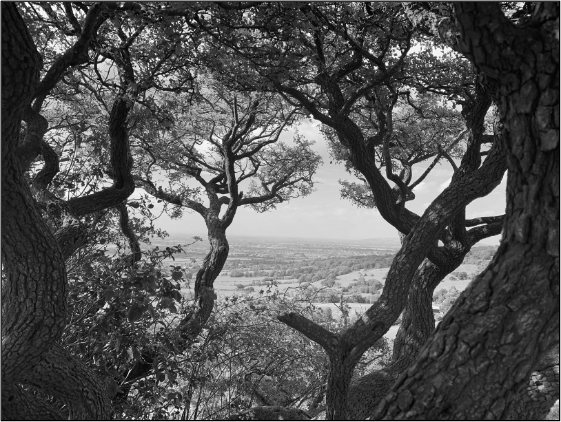 Nature photograph